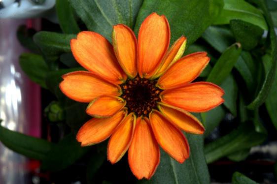 Zinnia elegans, Foto: captura ecran