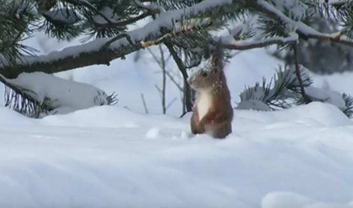 Clipul zilei, Foto: Captura YouTube