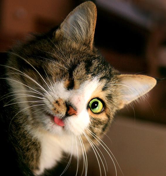 Pisica, Foto: MorgueFile.com