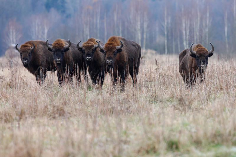 Zimbri_Copyright Rewilding Europe, Foto: Rewilding Europe