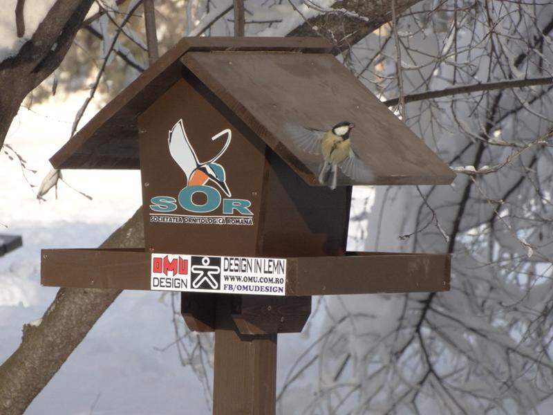 Hranitoare, Foto: Societatea Ornitologica Romana