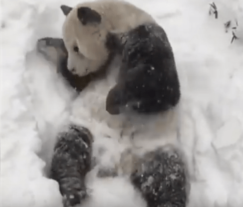 Ursul panda Tian Tian, jucandu-se in zapada, Foto: Captura YouTube