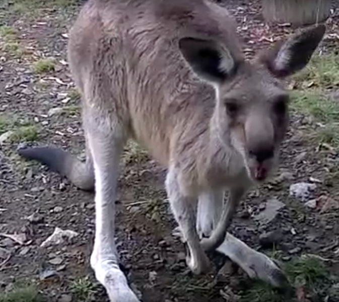 Cangur, Foto: Captura YouTube