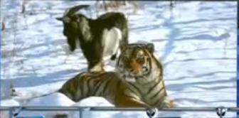 Tigrul Amur si tapul Timur, Foto: Captura YouTube
