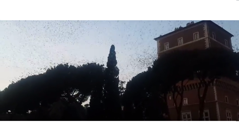 Autoritatile din Roma au inchis drumurile din cauza graurilor, Foto: Captura YouTube