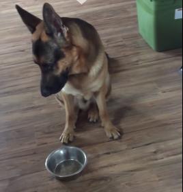 Cel mai necajit catel, Foto: youtube.com