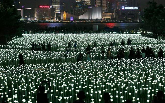 Instalatia Light Rose Garden in Hong Kong de Ziua Indragostitilor, Foto: captura ecran