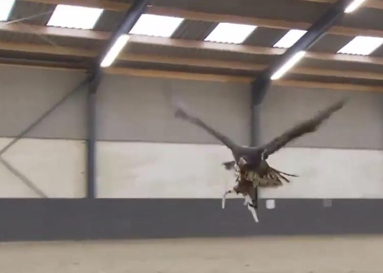 Vultur in zbor, Foto: Captura YouTube