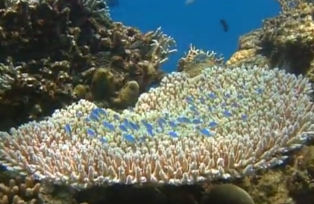 Formatie din Marea Bariera de Corali, Foto: Captura YouTube