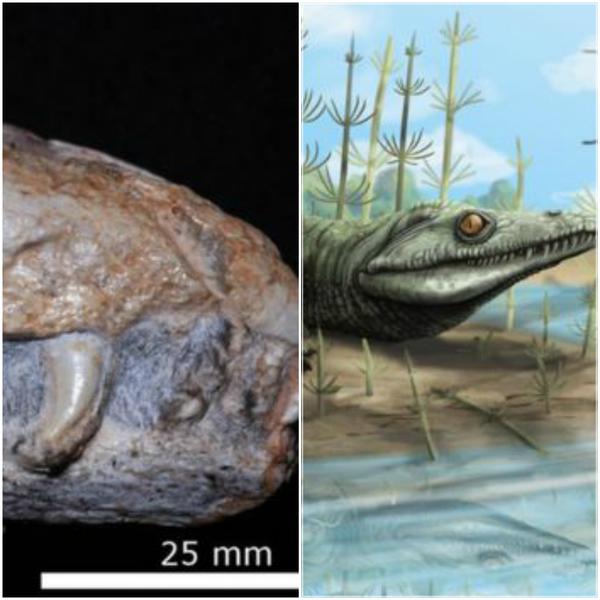 Teyujagua, Foto: BBC News