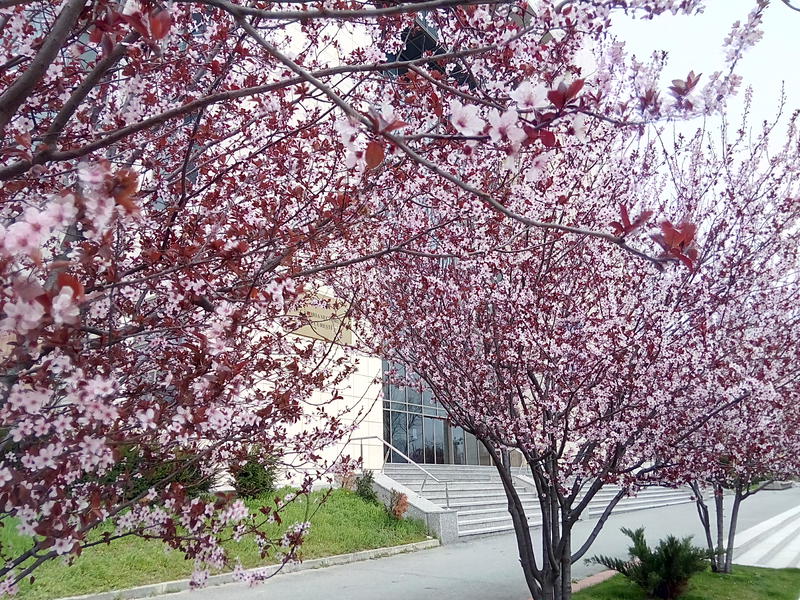 Primavara-n Bucuresti, Foto: USER UPLOADED