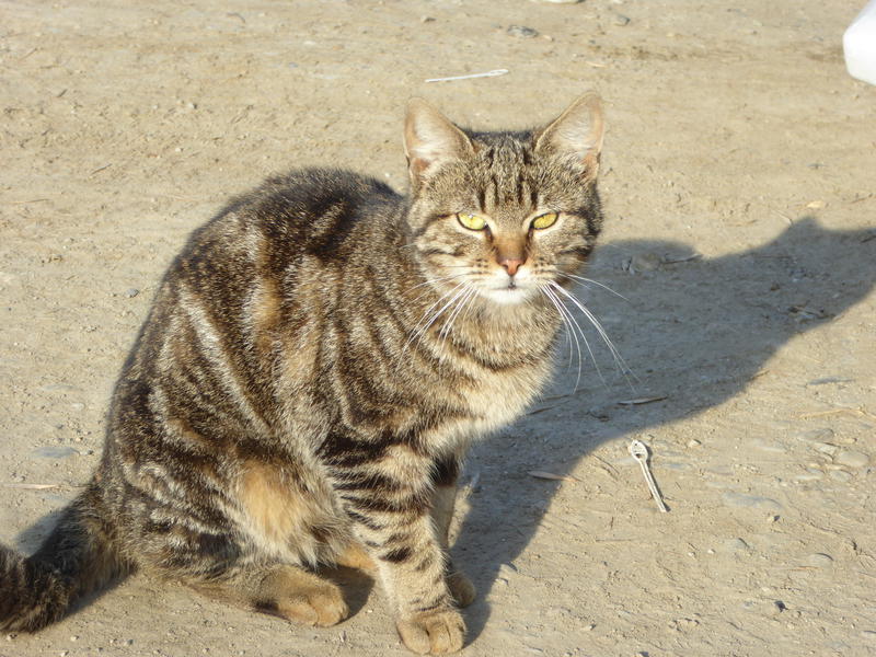 Pisici, Foto: USER UPLOADED