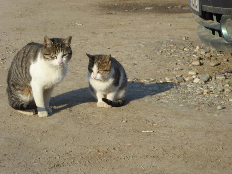 Pisici, Foto: USER UPLOADED