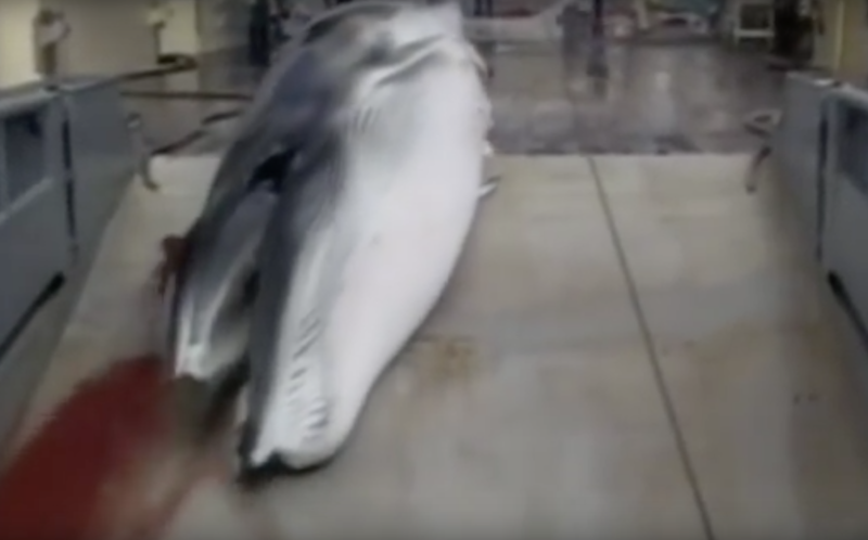 Balena vanata de flota japoneza, Foto: Captura YouTube