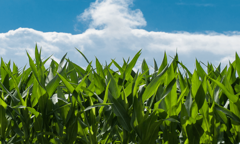 Planta, Foto: stocksnap.io