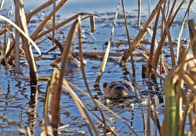 Delta Vacaresti - Helmut Ignat 15, Foto: Helmut Ignat