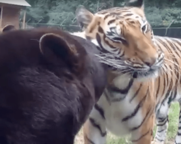 Prietenie intre un urs, un tigru si un leu, Foto: The Guardian