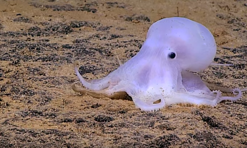 Casper, o specie noua de caracatita?, Foto: Captura YouTube