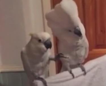 Clipul zilei, Foto: Captura Youtube.com