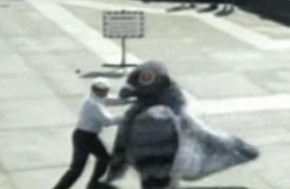 Un porumbel nebun, Foto: youtube.com