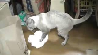 Harnicuta, Foto: youtube.com