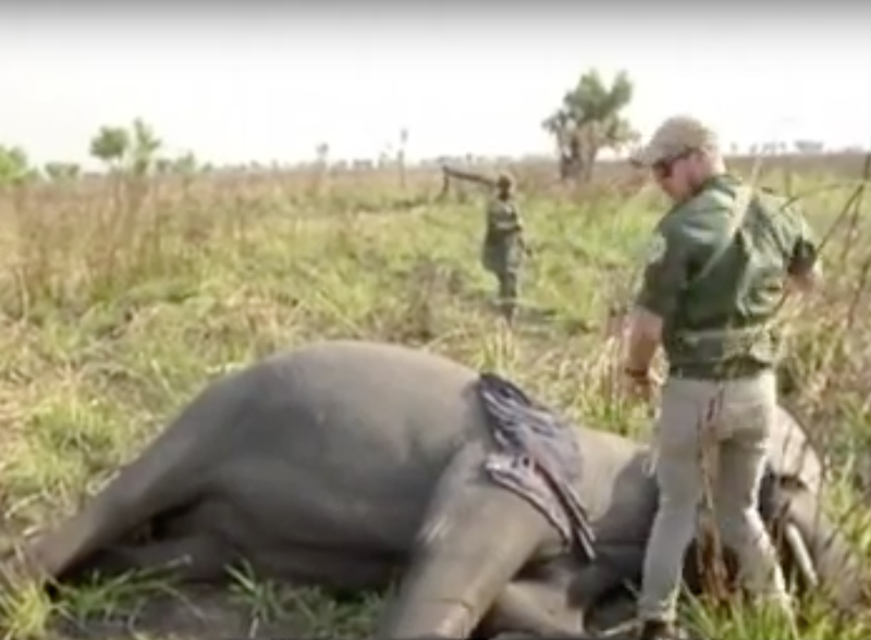 Elefant ucis de braconieri, Foto: Captura YouTube