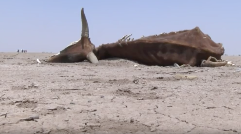 Seceta a infometat 10 milioane de etiopieni, Foto: BBC News