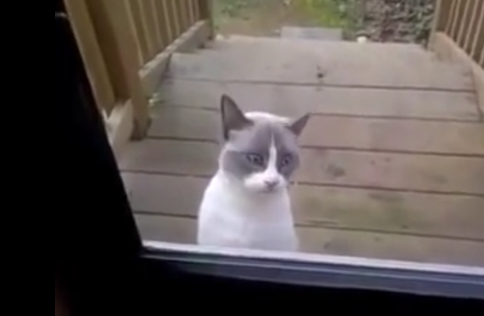 O pisica suparata, Foto: youtube.com