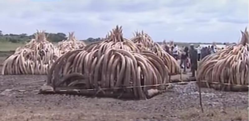 105 tone de fildes confiscat, ars in Kenya, Foto: Captura YouTube