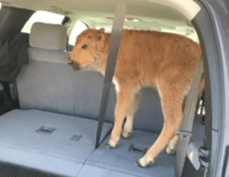 Pui de bizon, pus de turisti stupizi in masina, Foto: Captura YouTube