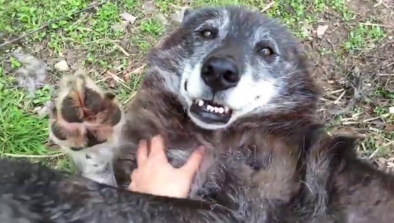 clipul zilei, Foto: YouTube