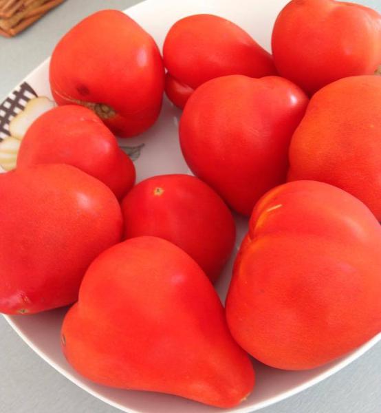 Rosii cu mot, Foto: Hotnews