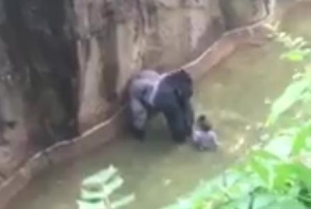 Gorila Harambe, Foto: Captura YouTube