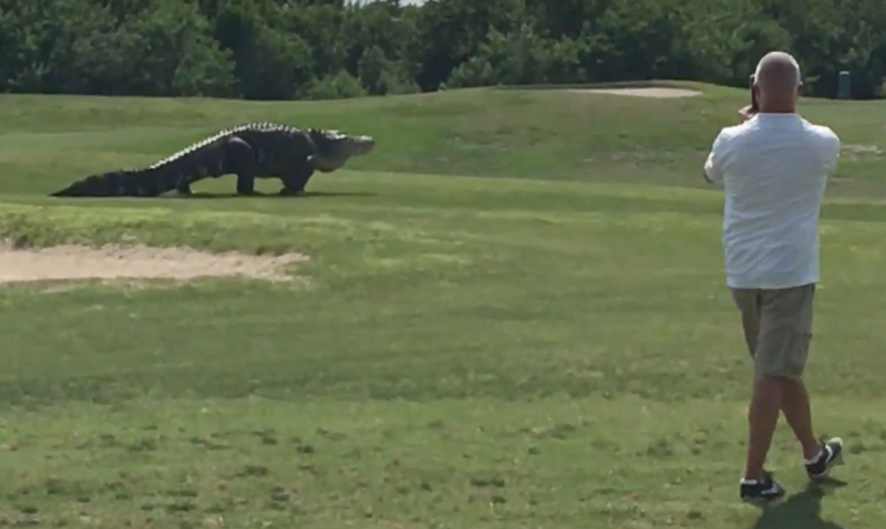 Aligator gigantic in Florida, Foto: Captura YouTube