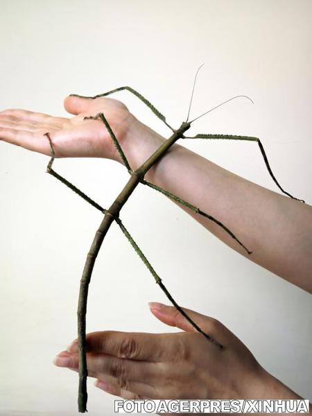 Phryganistria chinensis Zhao, Foto: Agerpres