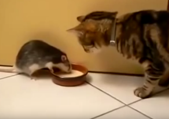 Curajosul, Foto: youtube.com