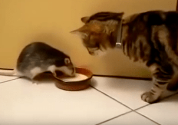 Curajosul, Foto: youtube.com