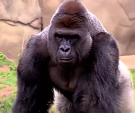Harambe, Foto: Captura YouTube