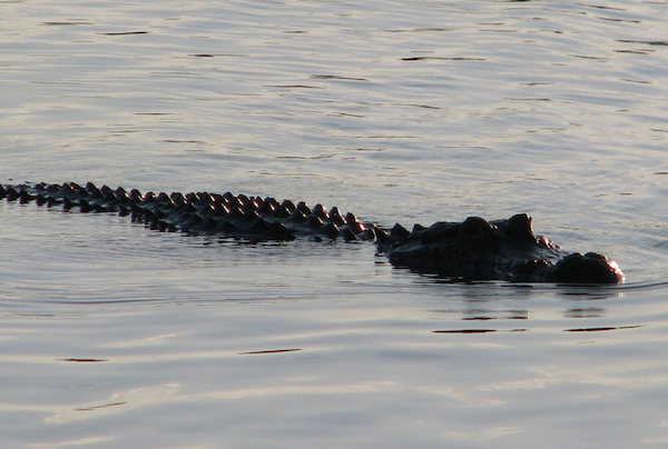 Aligator Maggiore, Foto: SmartWoman.ro