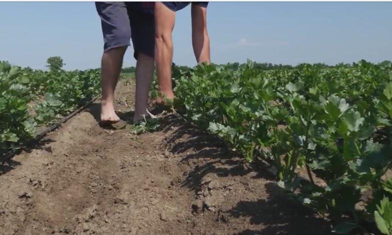 Producatori romani pe plus- episodul 2, Foto: Colaj foto