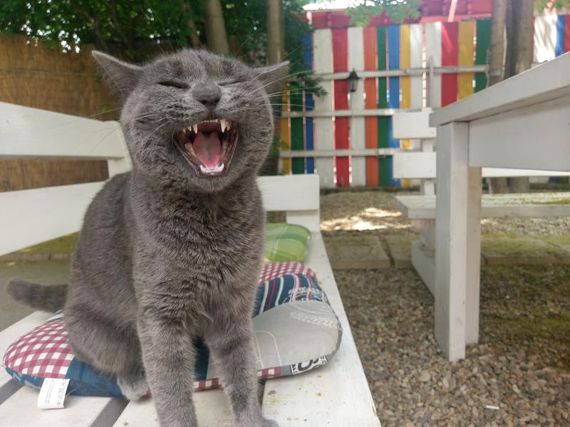 Pisica, Foto: Hotnews