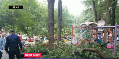 Creanga cazuta in Parcul Cismigiu, Foto: Captura Digi 24