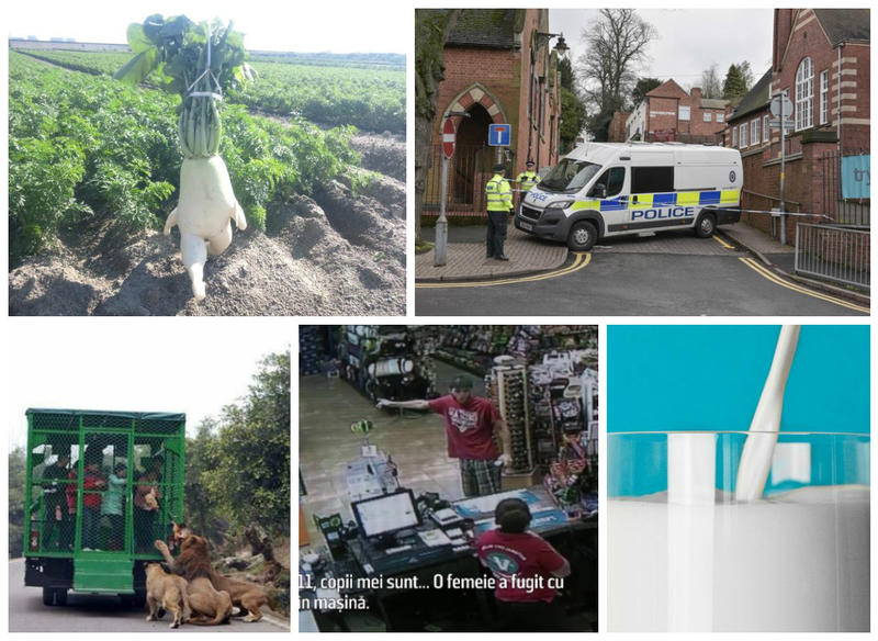 Faze tari, Foto: Colaj foto