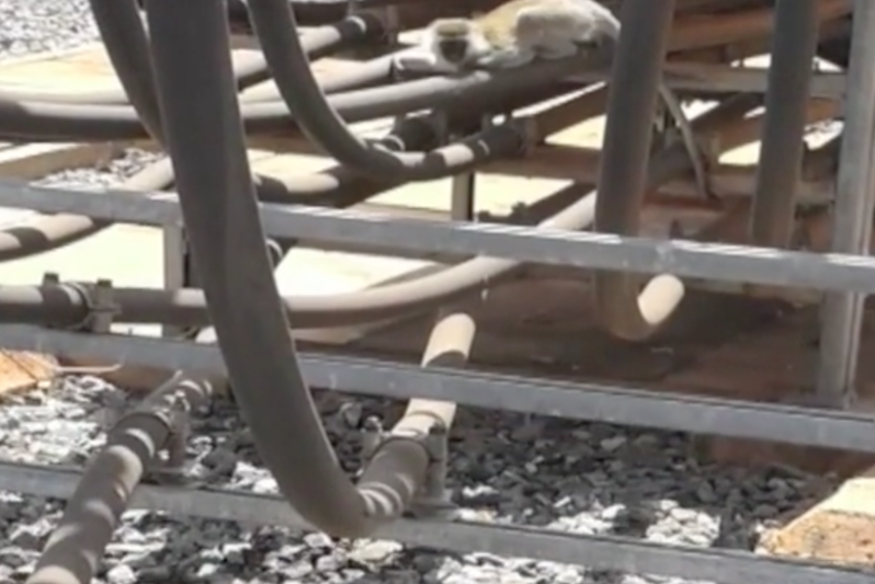 Maimuta vinovata de pana de curent nationala din Kenya, Foto: Captura YouTube