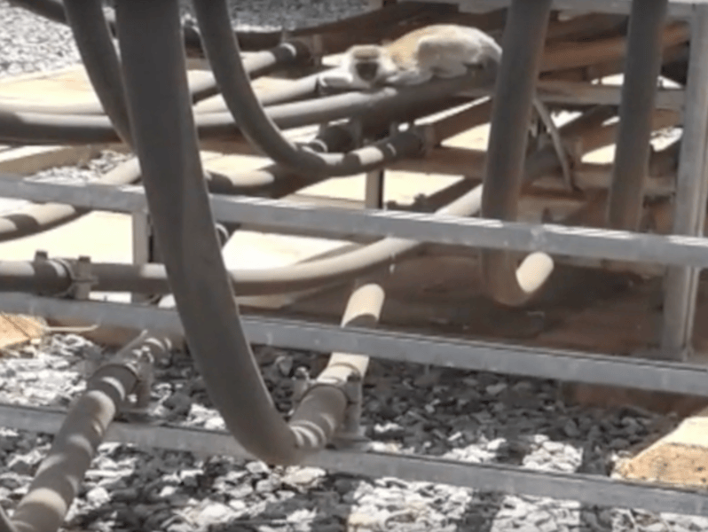 Maimuta vinovata de pana de curent nationala din Kenya, Foto: Captura YouTube