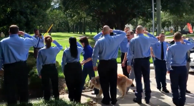 Caine-salvator din epoca 9/11, dus cu onoruri la eutanasiere, Foto: Captura YouTube