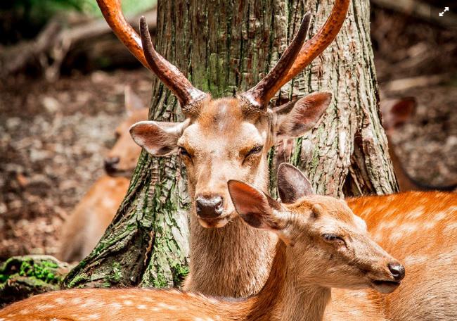 Sika deer - originar din Japonia - ocupa locul I in topul celor mai bune animale de companie, Foto: captura ecran