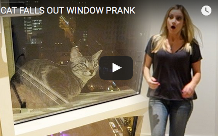 Arunca pisica pe geam, Foto: youtube.com