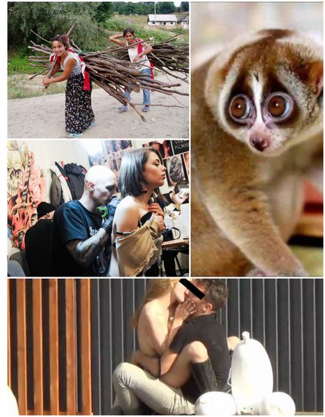 Faze tari, Foto: Colaj foto