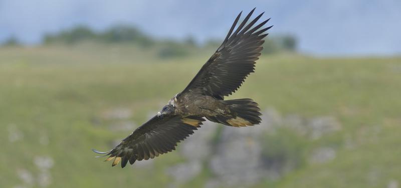 Zaganul Adonis, Foto: http://gypaetebarbu.fr